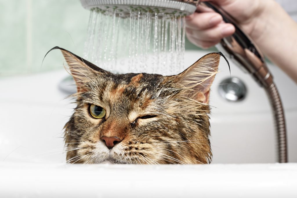 Kot biorący kąpiel