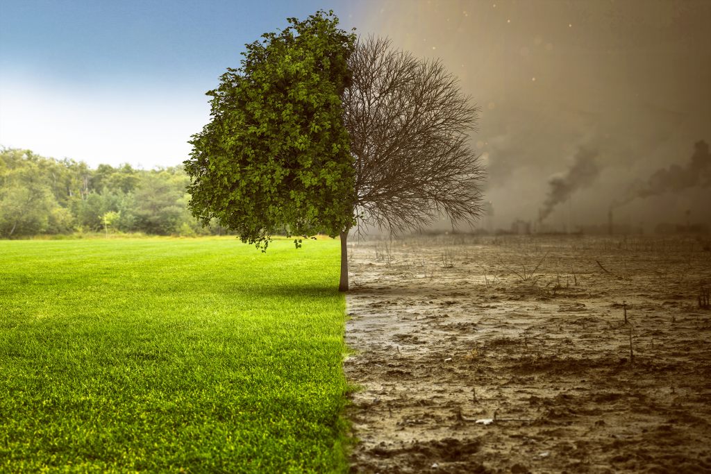drzewo-natura-pustynia-ekologia-środowisko
