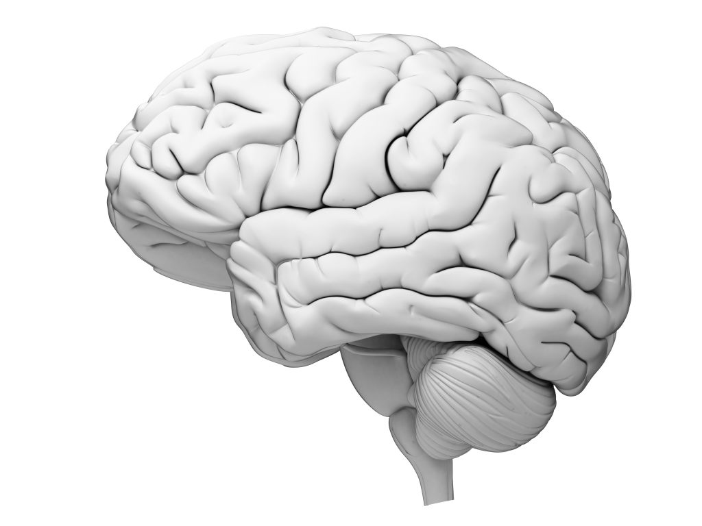 mózg-anatomia-neurobiologia