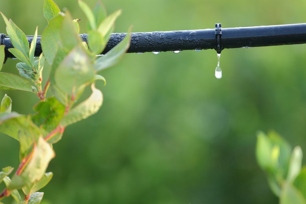 nawadnianie-podlewanie-linia-kroplująca