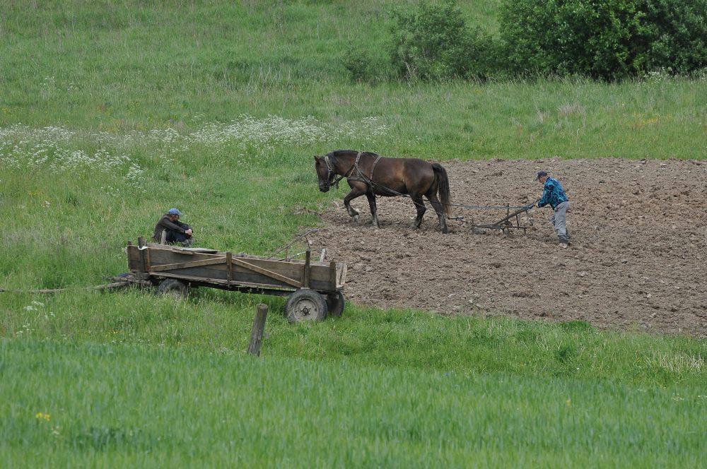 chłop-orze-pole-rolnictwo