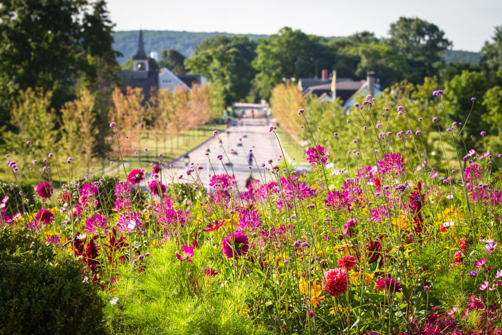 łąka-kwiaty-miasto-trawa-park