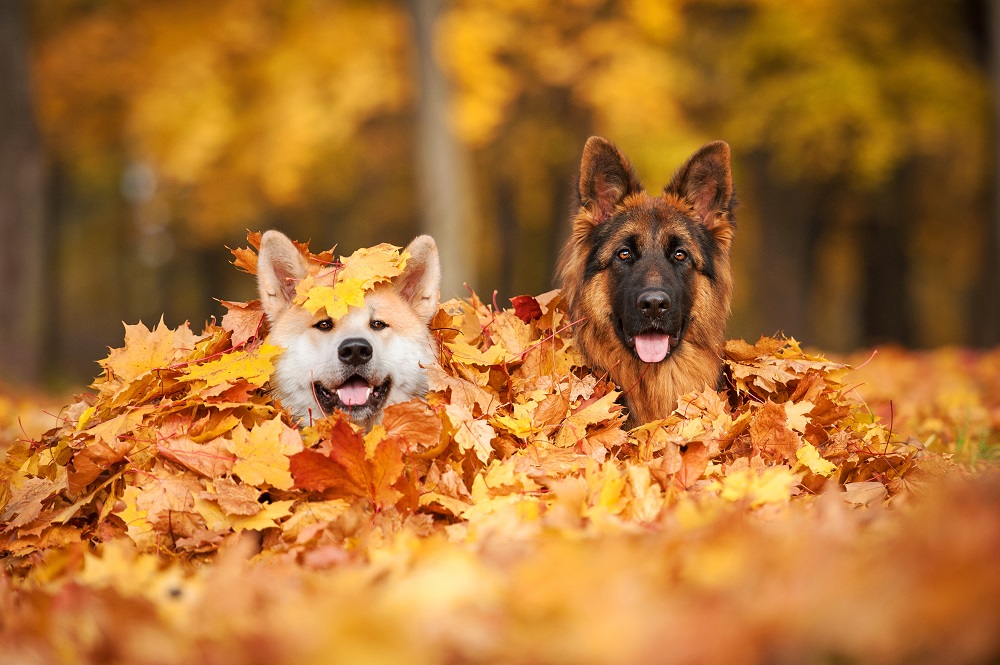 Dwa psy pod suchymi liśćmi