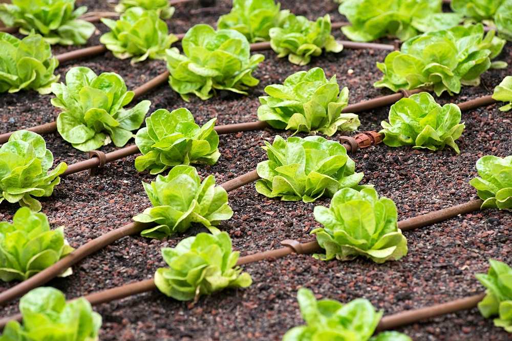 Plantacja sałaty podlewana za pomocą systemu nawadniającego