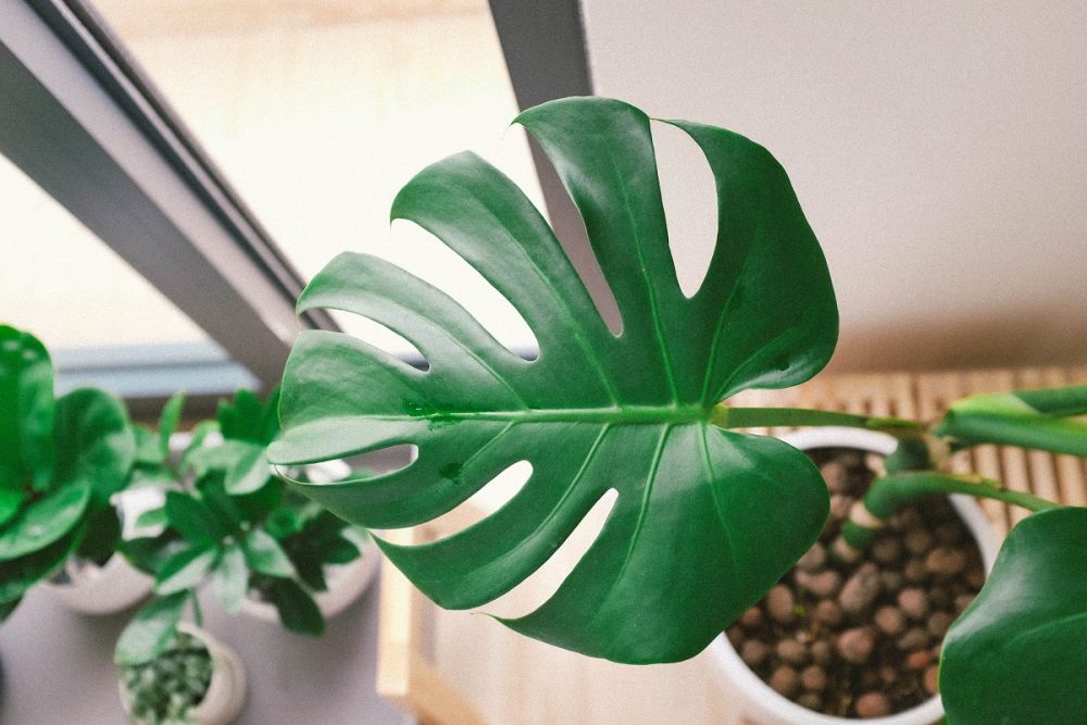 Monstera